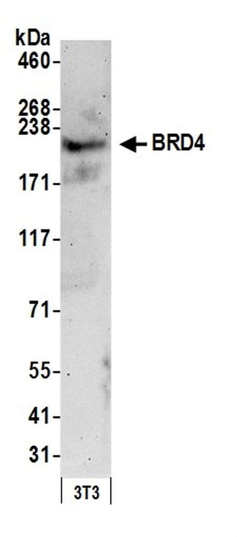 brd4 antibody bethyl
